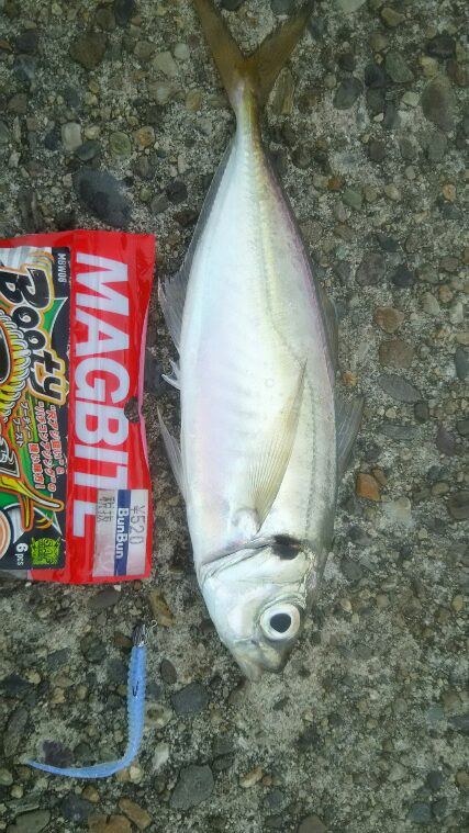 大阪湾南港アジング　朝まずめ